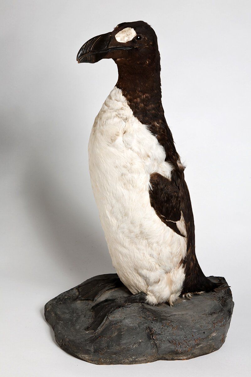 Чучело бескрылой гагарки Pinguinus impennis. Исландия. 1913 год