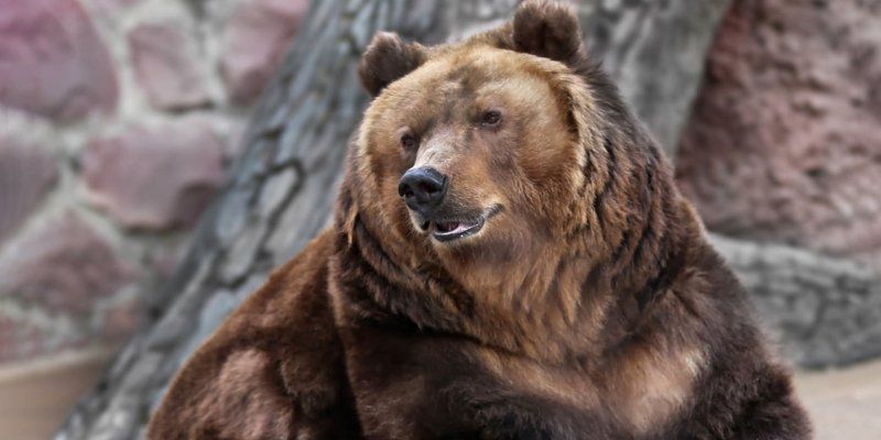 До весны не будить: в Московском зоопарке уснули медведи