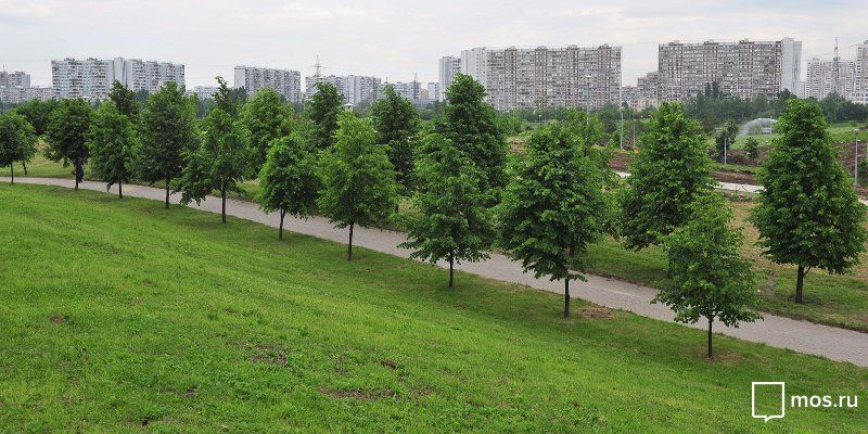 По заявкам москвичей во дворах посадили больше 128 тысяч деревьев и кустарников