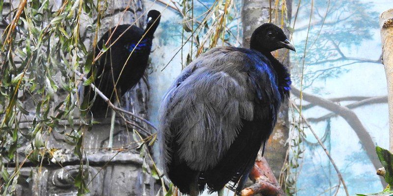 Trumpeters and crested curassows: New tenants at Moscow Zoo