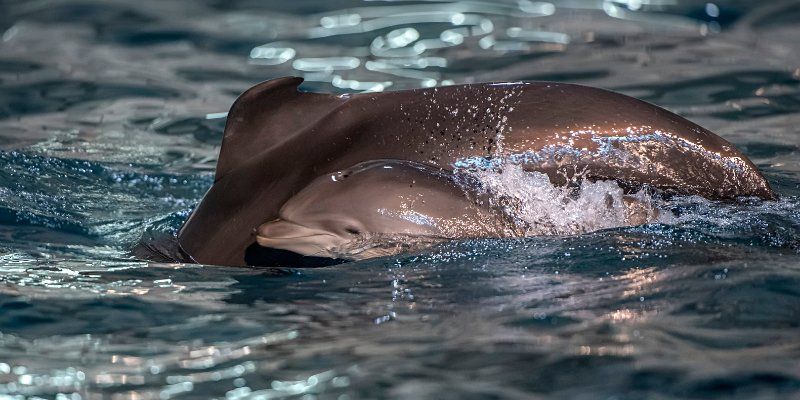 Agile and playful: Moskvarium dolphin family’s new calf