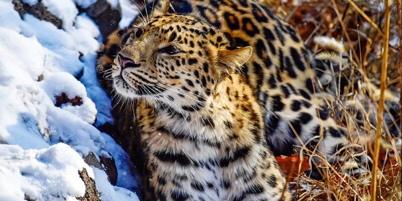 Innovations and green technologies: Moscow Zoo turns 158