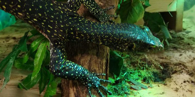 First in fifty years: Moscow Zoo has now blue-tailed monitors