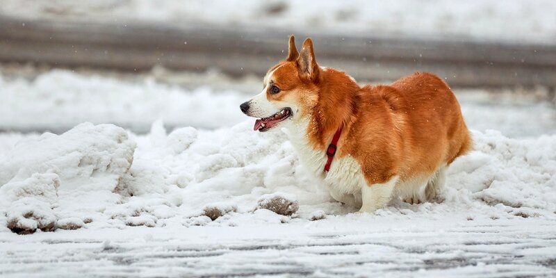 Как новый городской сервис помогает москвичам найти пропавших питомцев