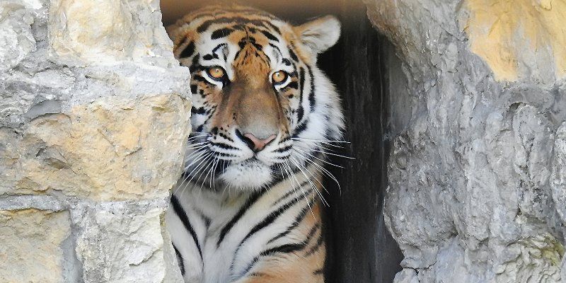Striped ‘newcomers’: Two Amur tigers settle in to the Moscow Zoo