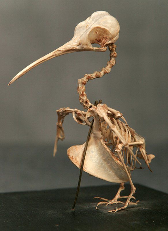 Скелет колибри. Фото: Государственный Дарвиновский музей