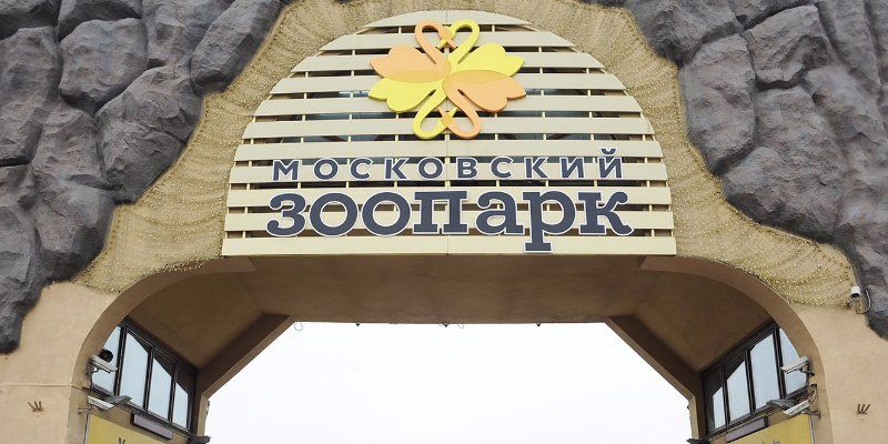 В Московском зоопарке впервые родился детеныш азиатской кошачьей акулы