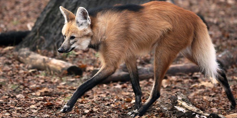 Moscow Zoo now has a rare maned wolf