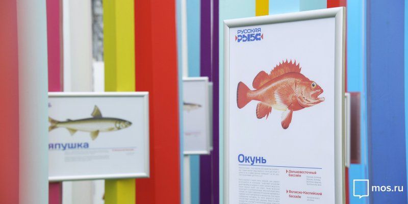 По количеству участников «Рыбная неделя — 2016» превзойдёт прошлогоднюю — Алексей Немерюк