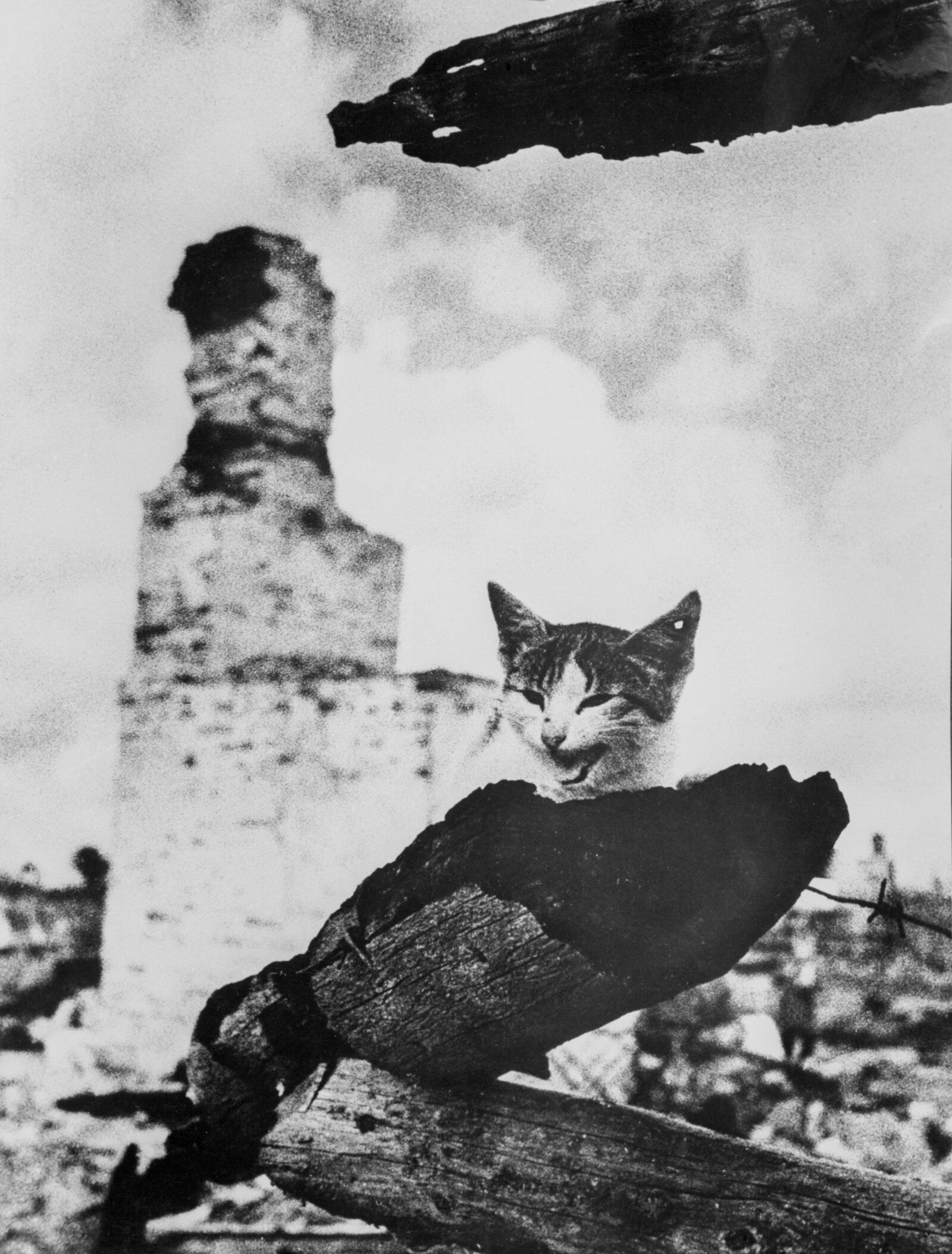 «На пепелище» (название автора). Фото М. Савина. Орловская область, город Жиздра. 16 августа 1943 года. Главархив Москвы