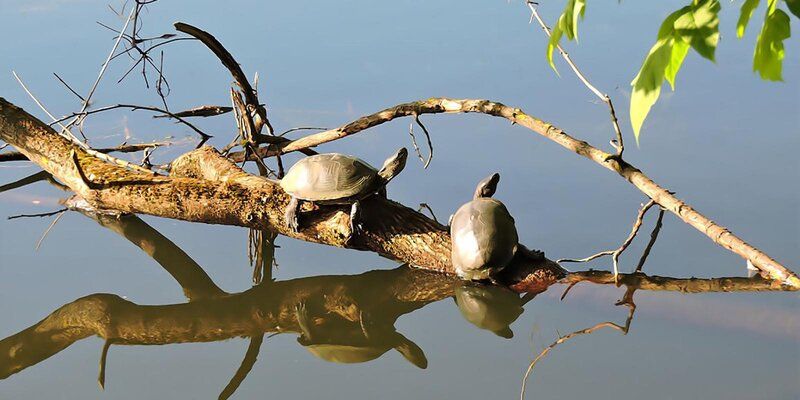 В парке «Кузьминки-Люблино» обнаружены болотные черепахи