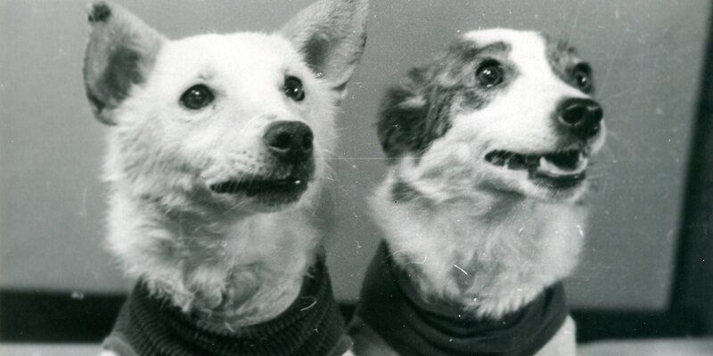 Training, puppies and care. How Belka and Strelka lived before and after the flight