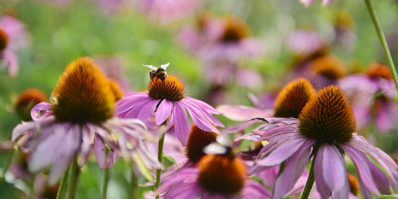 Открыт прием заявок на участие в конкурсе ландшафтного дизайна в рамках фестиваля «Московское лето. Цветочный джем»