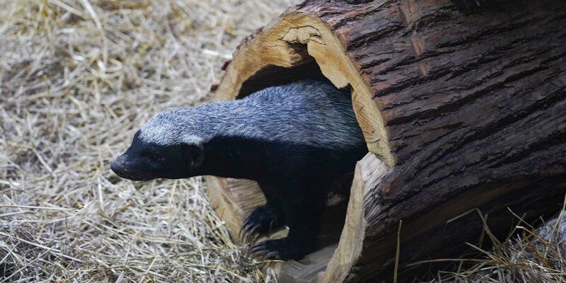 Fearless fighters and sweet tooth: Honey badgers move in the Moscow Zoo