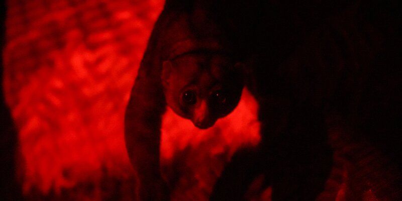 Slow and careful: potto added to the Moscow Zoo collection