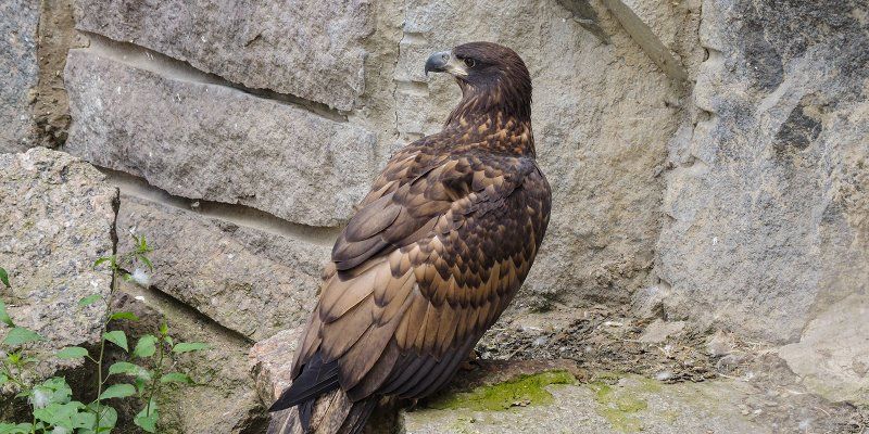 One of the largest birds of prey: White-tailed eaglets hatched at Moscow Zoo