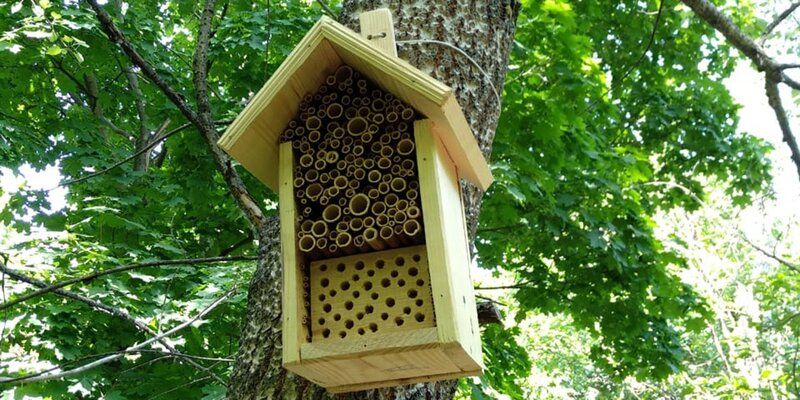 Insect hotels: специалисты Мосприроды установят в лесопарках домики для пчел