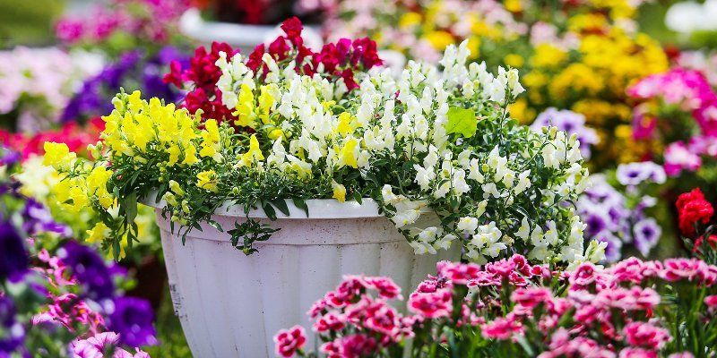 Moscow Flower Show впервые пройдет в режиме онлайн