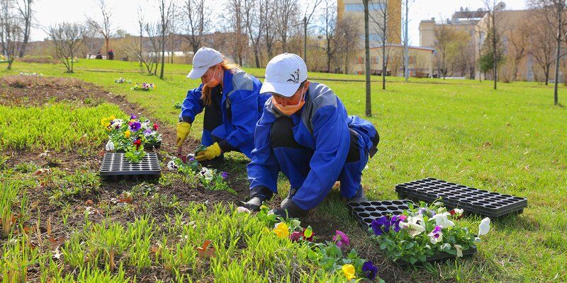 54 миллиона цветов украсят Москву в этом году