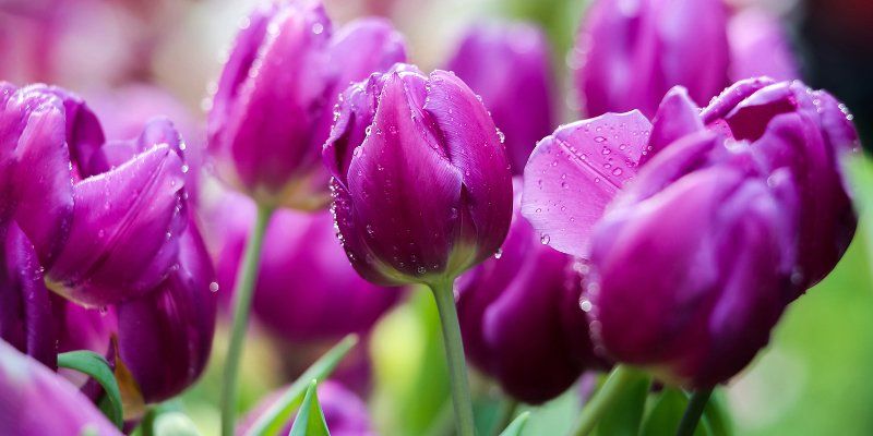 Последний концерт Летова и репетиция весны: 10 лучших событий недели