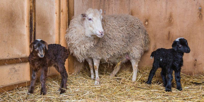 Четверо козлят и трое ягнят родились на «Городской ферме» на ВДНХ