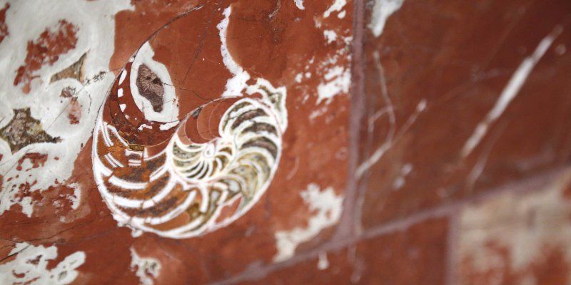 Secrets of the Moscow Metro: Where to see Jurassic era fossils