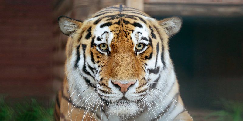 Amur tigers and Dalmatian pelicans: New additions at the Moscow Zoo in 2020