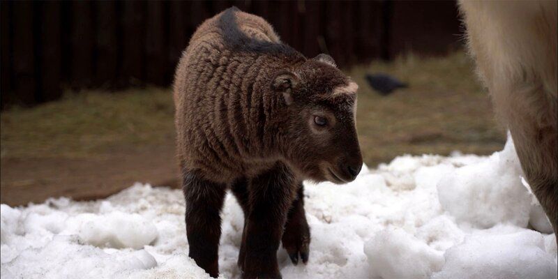 A baby of a rare Sichuan takin born in the Moscow Zoo