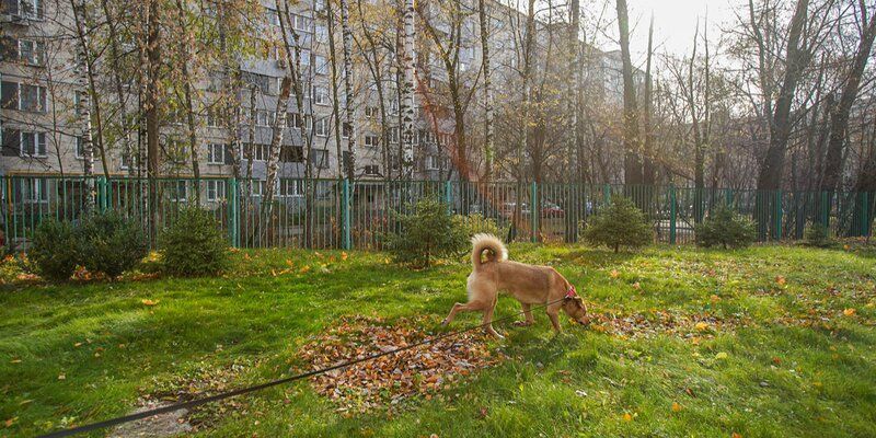 Капли, ошейник и не только: ветеринарный врач — о борьбе с клещами