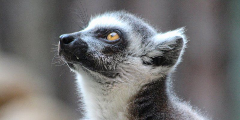 The fidgety critter of Madagascar: a rare ring-tailed lemur born in the Moscow Zoo