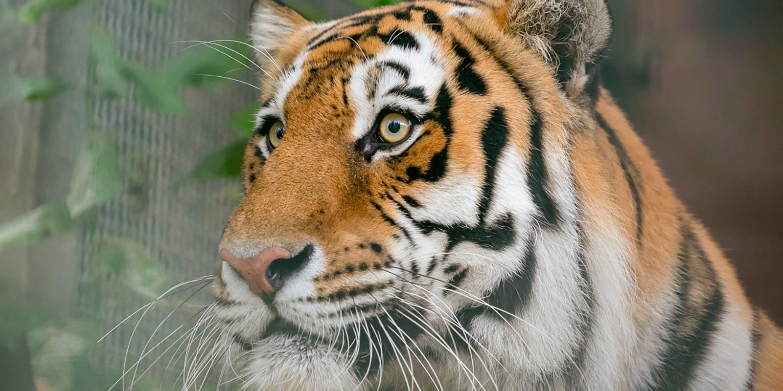 Полосатое семейство: в Московском зоопарке родились амурские тигрята