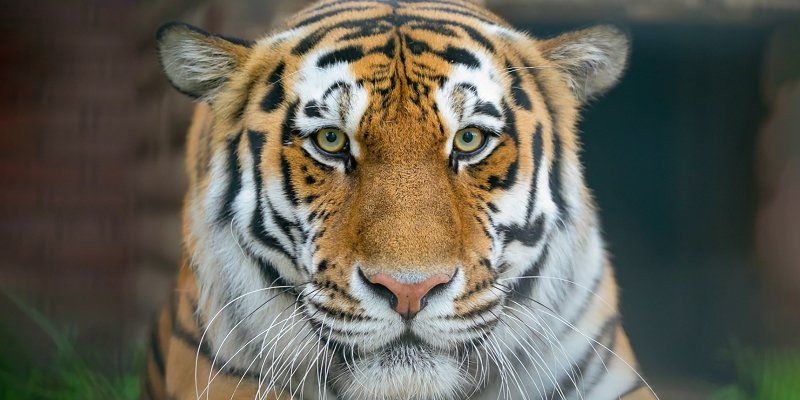 Striped family: Amur tiger cubs born at Moscow Zoo