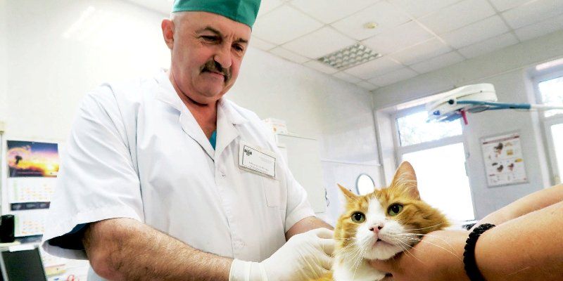 Владельцы домашних животных обязаны соблюдать ветеринарное законодательство
