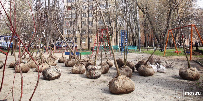 Каштан и сирень: в 1750 московских дворах посадят деревья и кустарники
