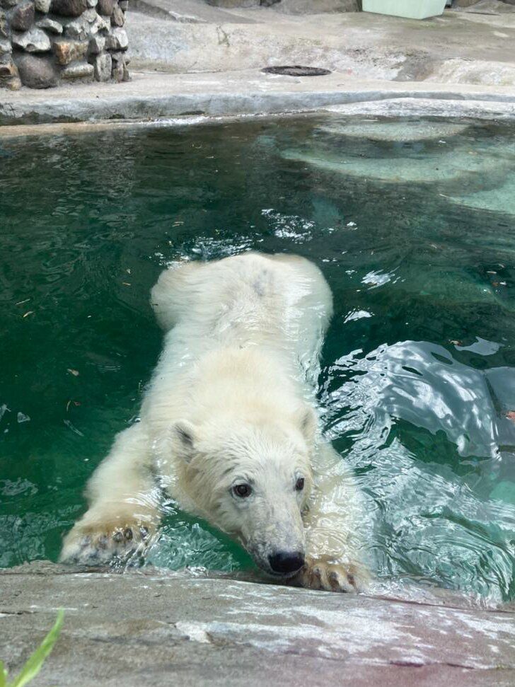 Зоопарк В Москве Фото Животных
