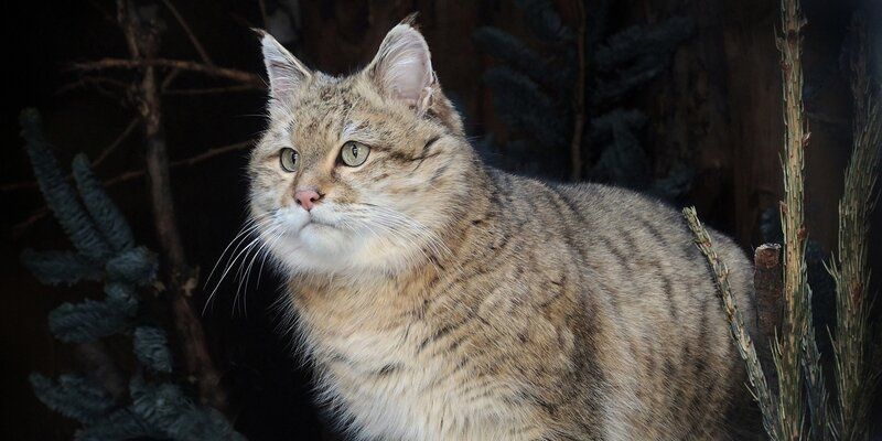 Warm enclosures and new residents: autumn changes at the Moscow Zoo