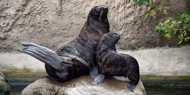Curious and friendly: A Northern fur seal is born at Moscow Zoo