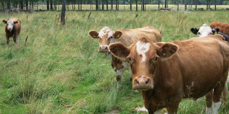 Изменение условий перемещения животных и продукции животноводства