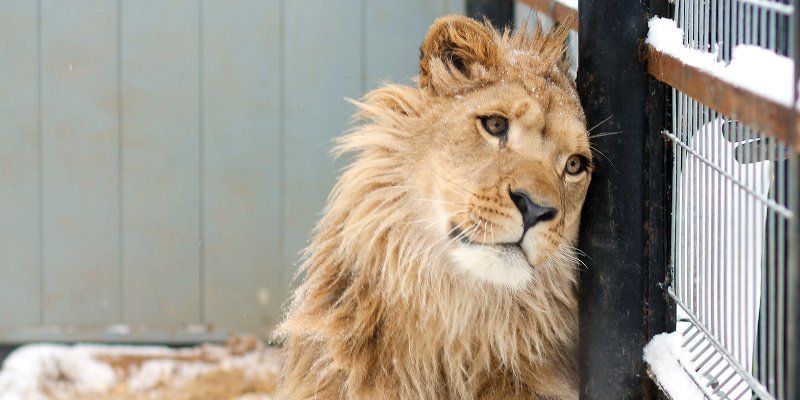 Льва Лемика из Бирюлева передадут в Абаканский зоопарк