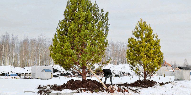 200 деревьев в парке «Остров мечты» пересадят к середине марта