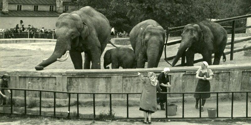 Gift of the Emir, Moskvitch and Filimon: the history of the elephants in the Moscow Zoo