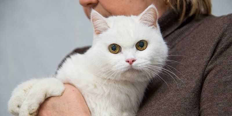 Привить собак и кошек от бешенства можно будет в парках и скверах
