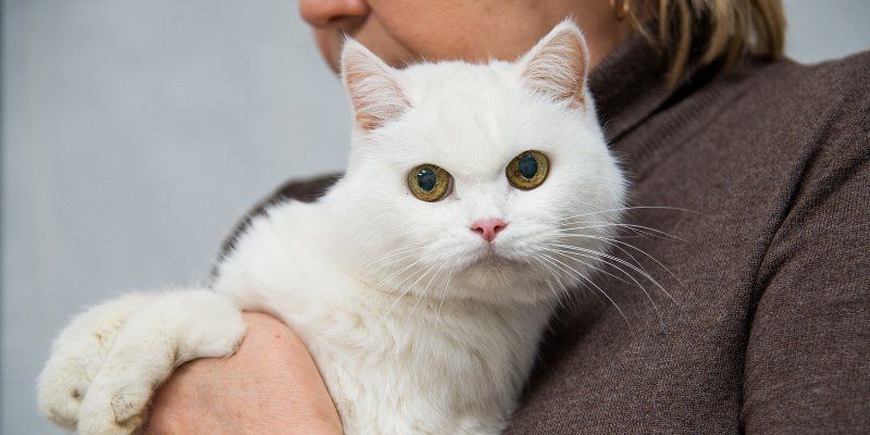 Летний режим: ветеринары напоминают о сезонных правилах ухода за питомцами