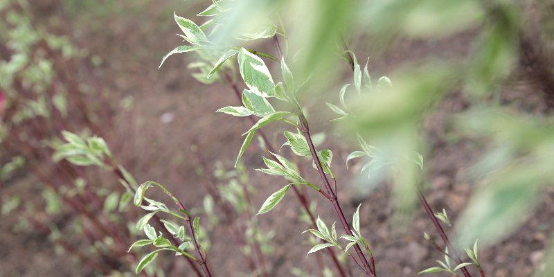 Весенний этап акции «Миллион деревьев» начнется в Ясеневе