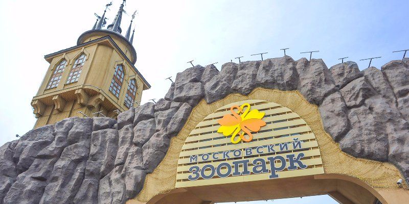 В Московском зоопарке появилась редкая гривистая волчица