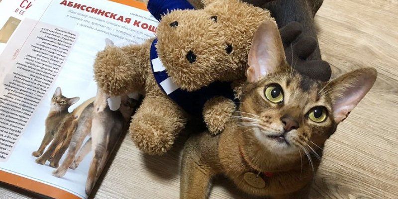 Замурчательный пост: как стать популярным блогером, если ты кот