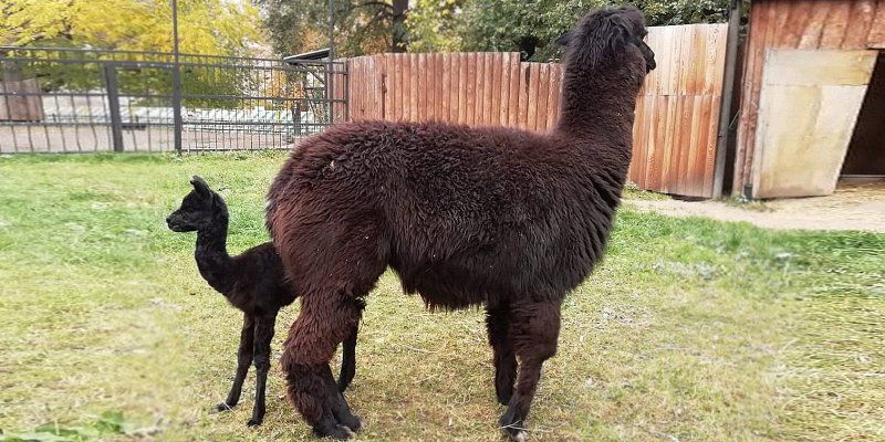 Distant relative of camel: Baby alpaca born at Moscow Zoo