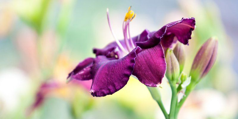 Марафон тропического цветения: в Биологическом музее пройдет выставка «Лилейники»