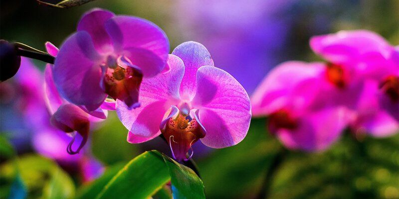 Из зимы в тропики: «Аптекарский огород» приглашает на фестиваль орхидей