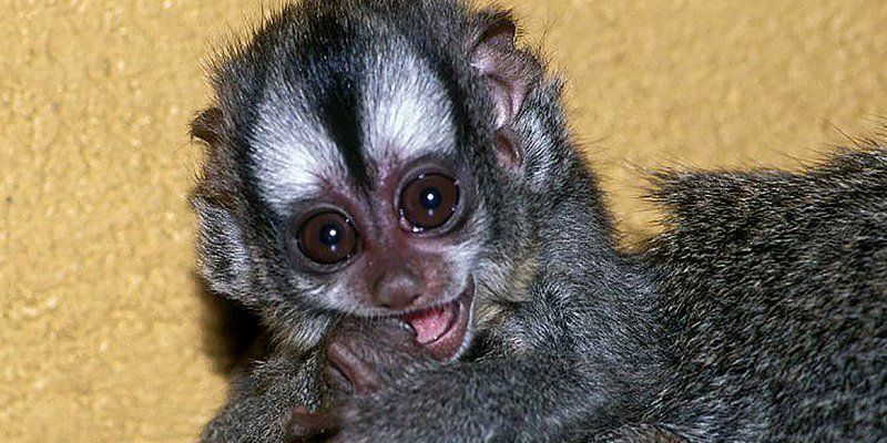 Miniature monkey with huge eyes: first Azara’s night monkey born in the Moscow Zoo